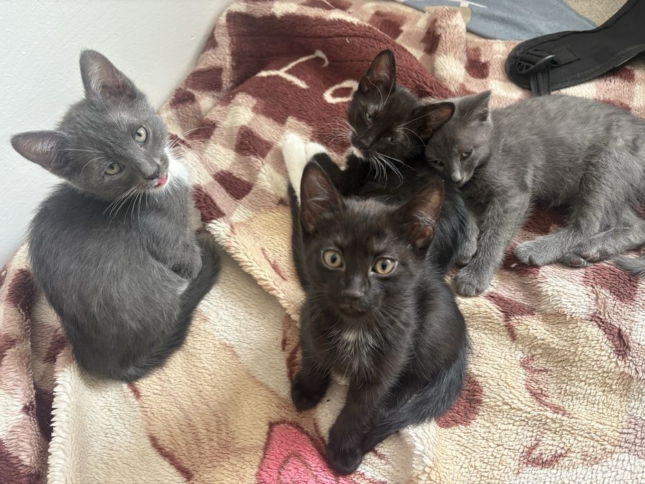 Раздаю котяток милых