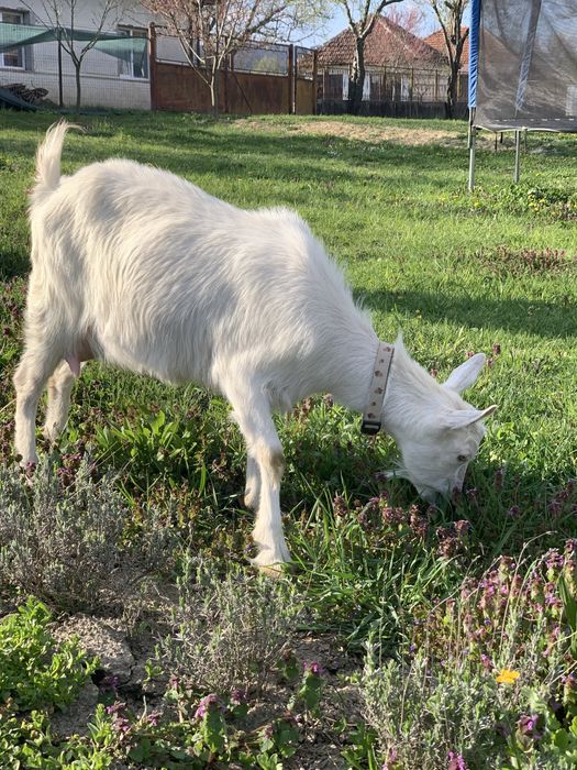 Capra Sannen la prima fatare