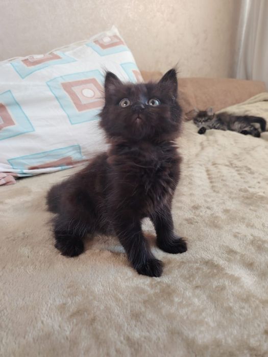 Отдам котят в хорошие руки