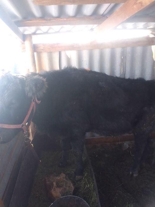 Сиыр срочна сатылады