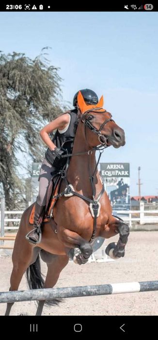 De vânzare iapă CSR (Cal de Sport Românesc) – 8 ani, excelentă pentru sărituri!