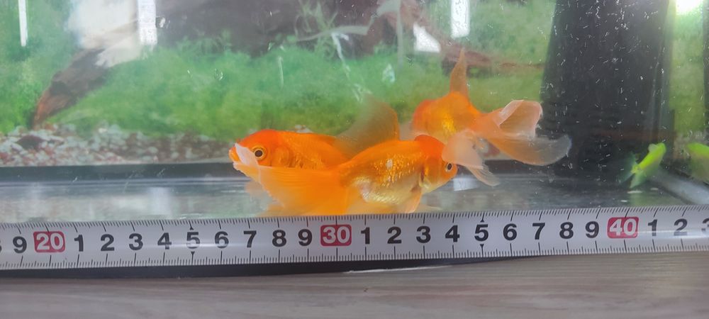 Продаются аквариумные рыбки