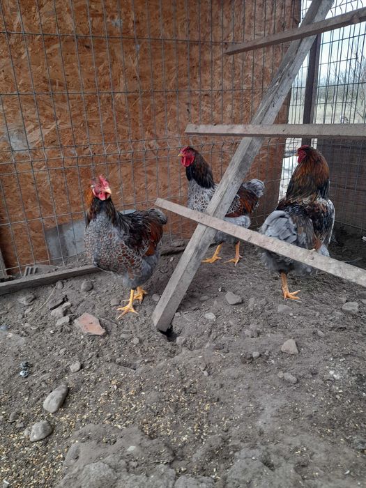 De vinzare  cocoși wyandotte diferite culori