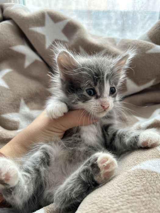 Котята в добрые руки бесплатно