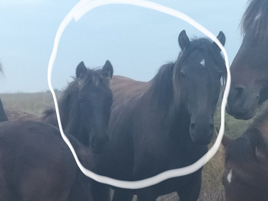 Продам кобылу с жеребёнком