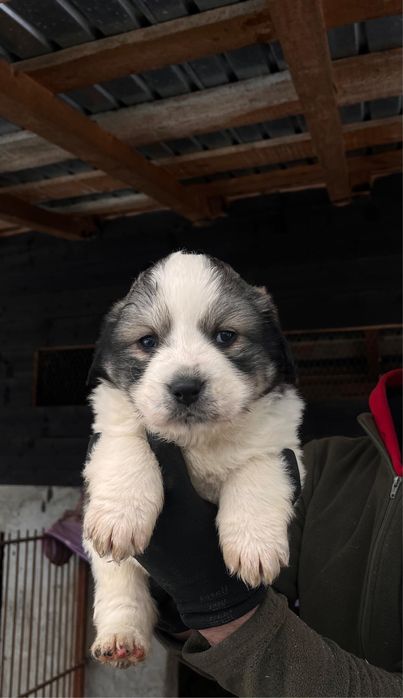 Ciobanesc Romanesc de Bucovina