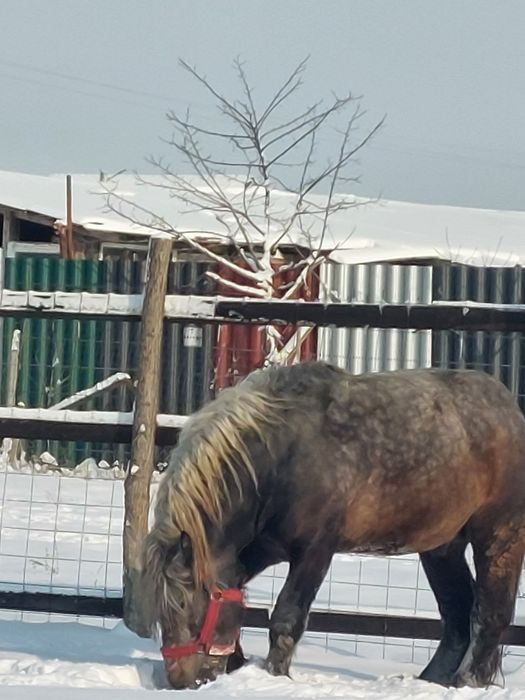 Vand armasar sur de 3 ani