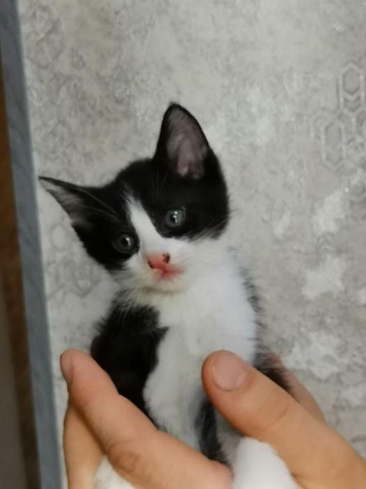 Котята в хорошие добрые руки