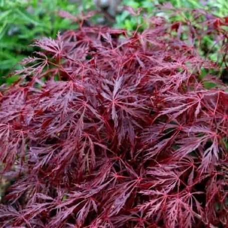 Artar japonez Acer palmatum atropurpureum Katsura Garnet Sango kaku