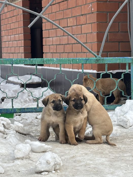 Отдадим щенков в добрые руки