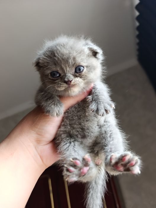 Bras va porno jinsiy etuk onalar