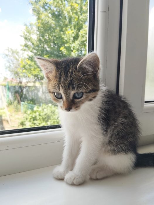 Отдам котенка в добрые руки