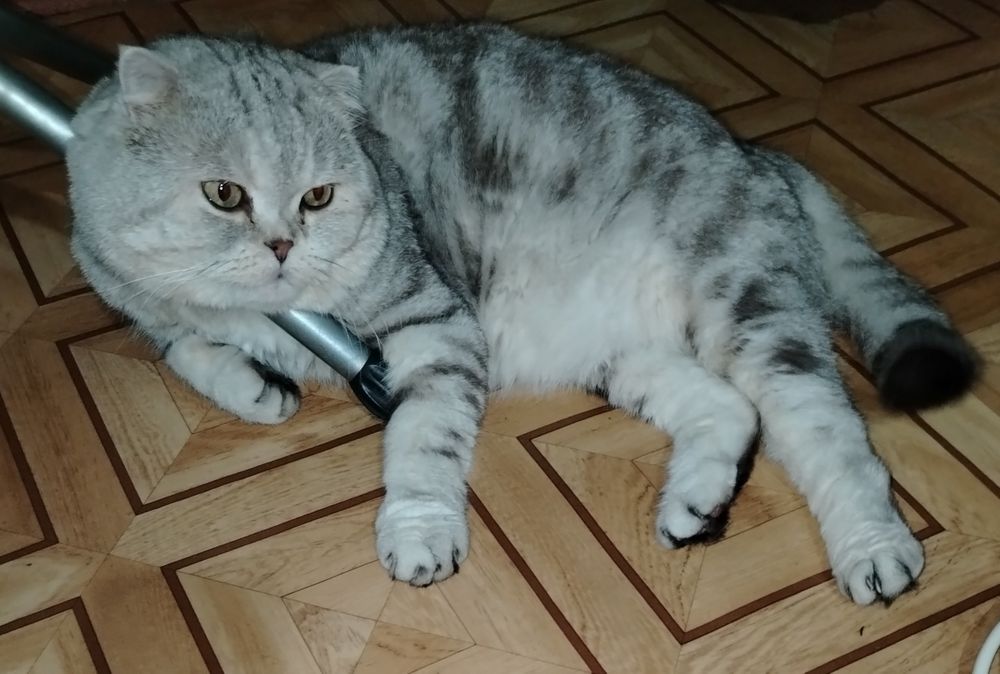 Кот для вязки. Скоттиш фолд.
