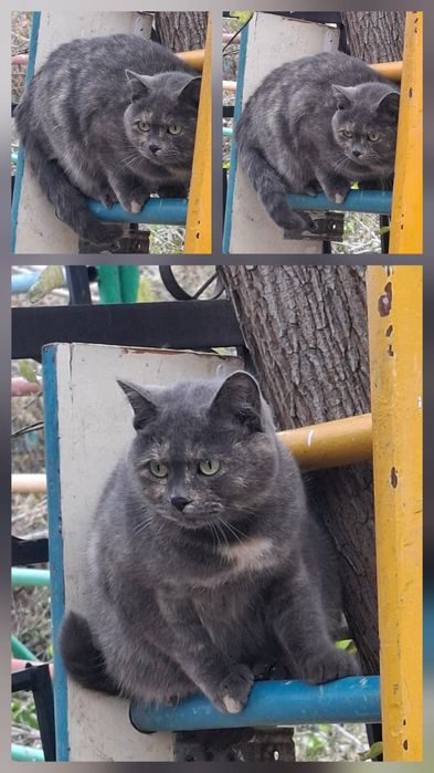 Красавица кошка Катя