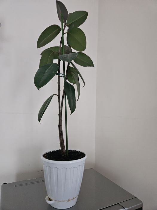 Цветы комнатные разные