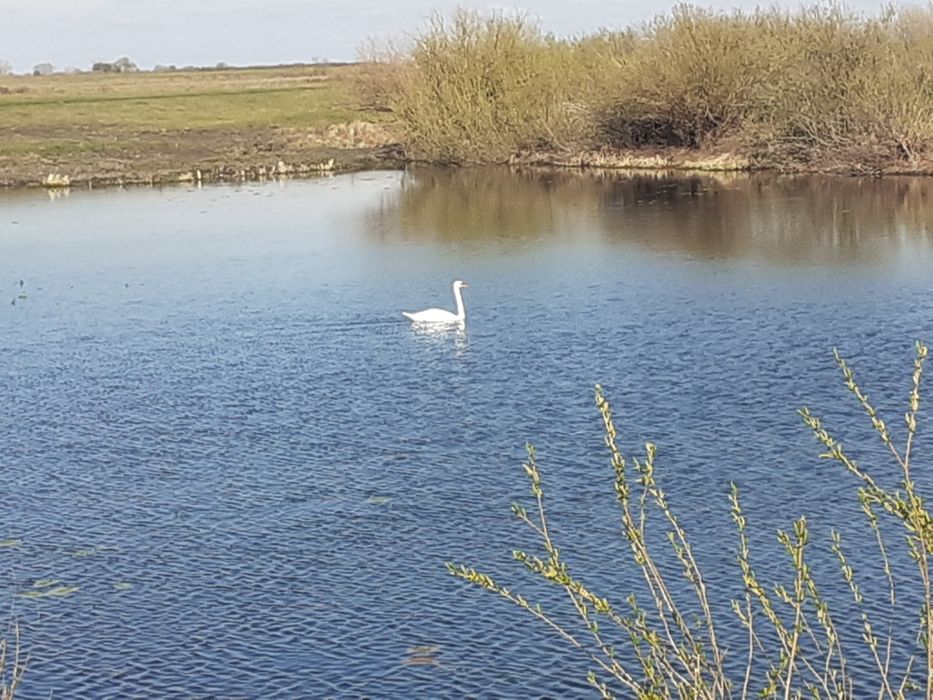 Ферма, Фазенда, Откорм площадка