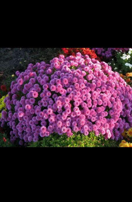 хризантема гуллар ва кочатлар голантиялик. котта абйомга доставка бор