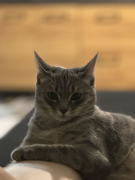 Кошка ищет кота