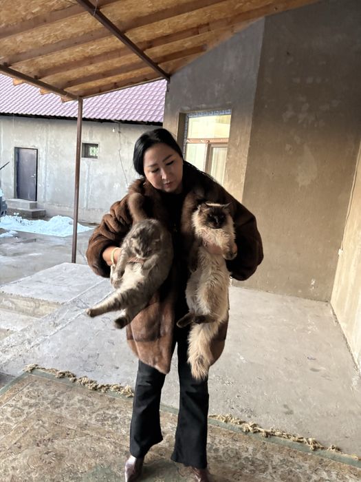 Несушка корал и уайт