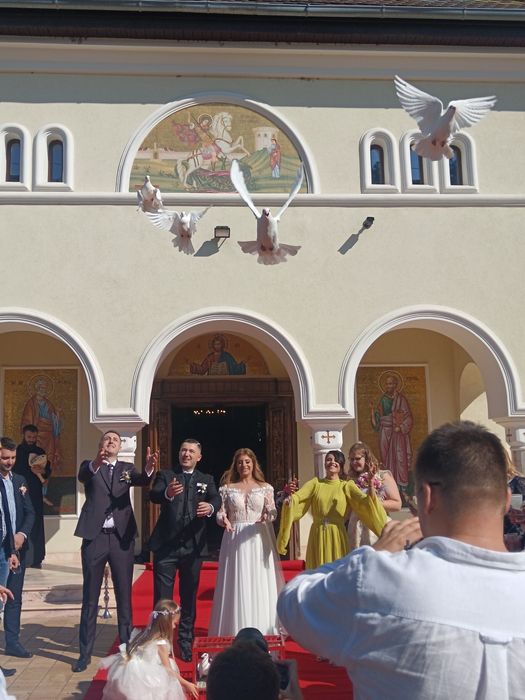 Porumbei albi pentru nunti Timișoara