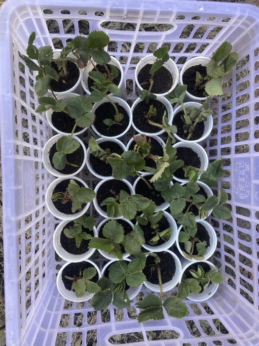 Клубника рассада