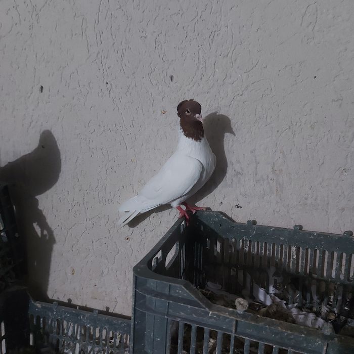 Кизилбас самец лет игра салбом винт