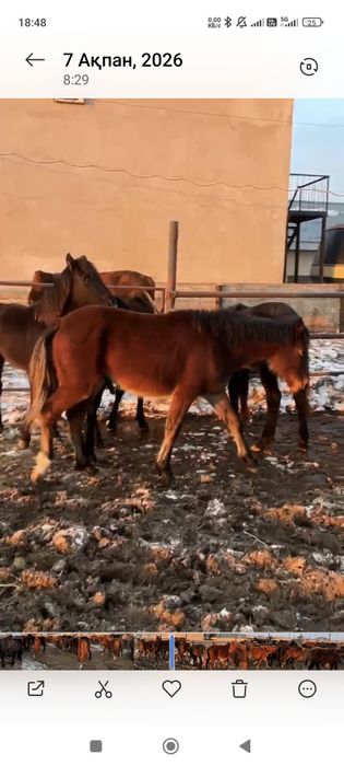 Жабағы сатылады.