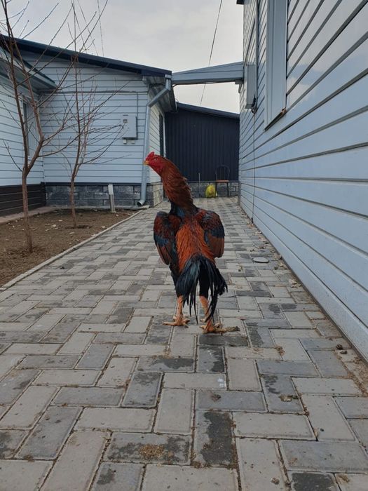 Петух дакан бойцовый