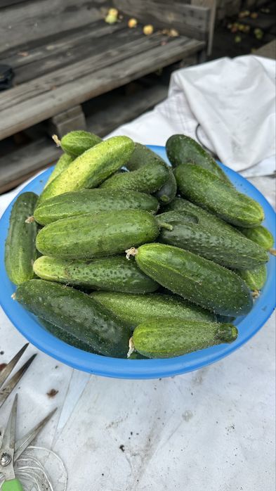 Продам домашние огурцы