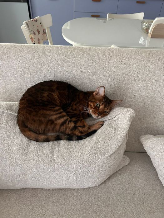 Отдам кота в добрые руки