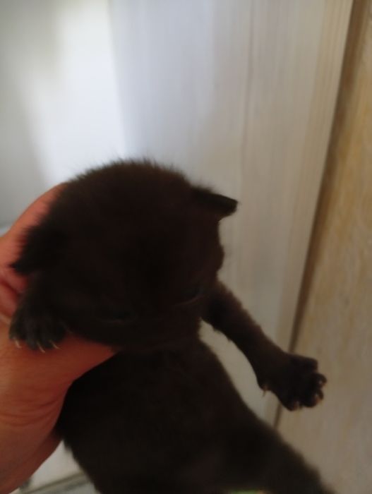 Продаются котята