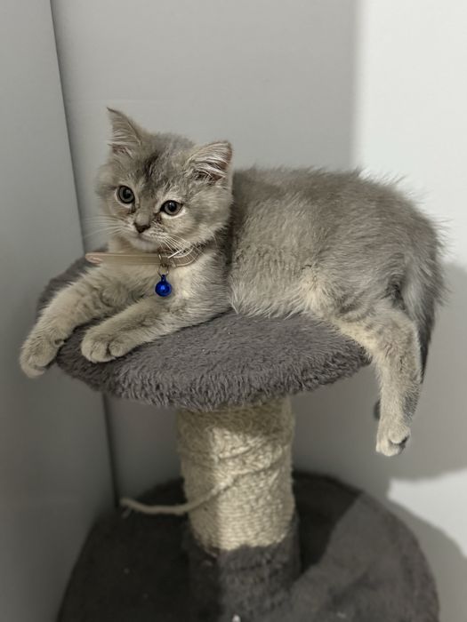 мушу сотилади 4 ойлик киз бола