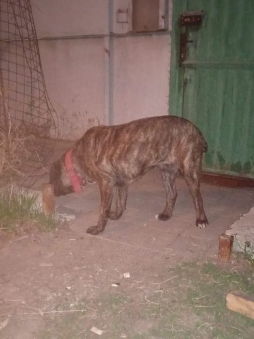 Кане Корсо девочка