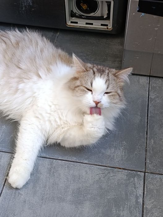 Маркиз ищет надёжных усыновителей.