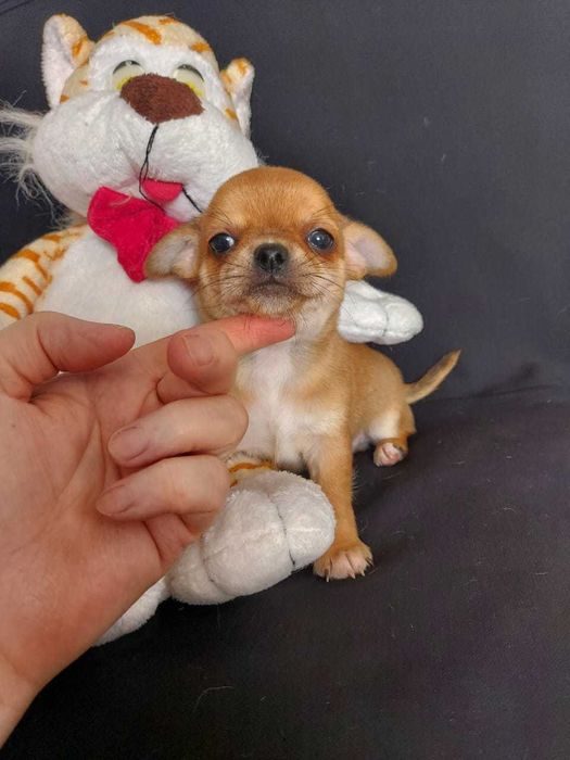 Продаю щенков чихуахуа