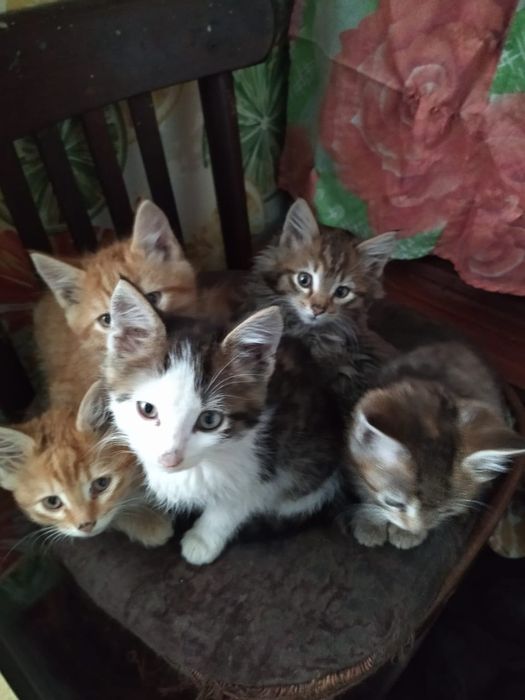 Отдам котят. Мальчики и девочки