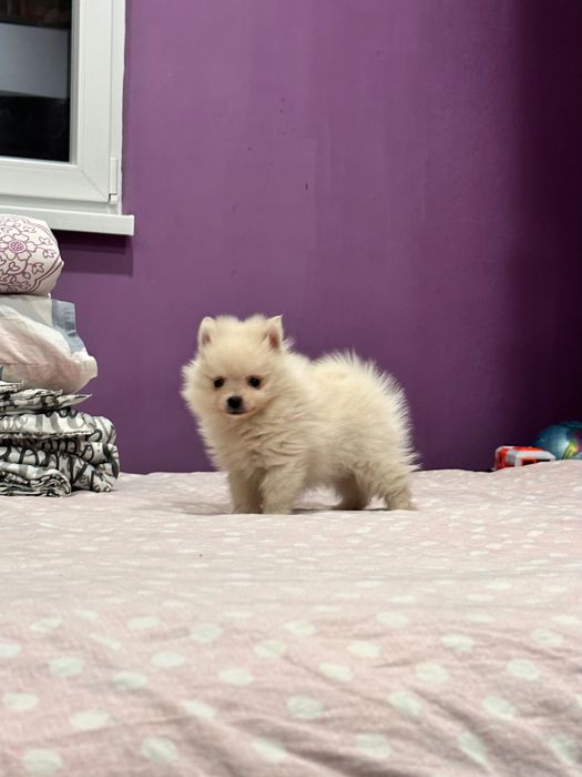 Померан, померани