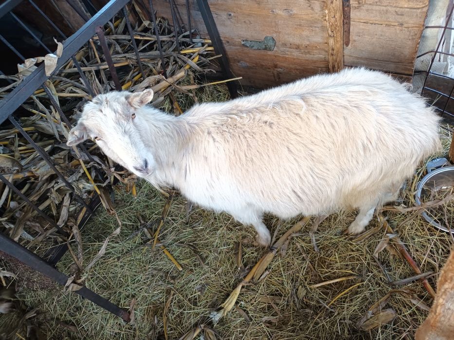 Capre/iedițe de vanzare