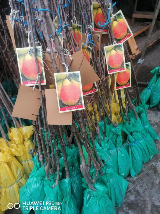 Vand pomi fructiferi