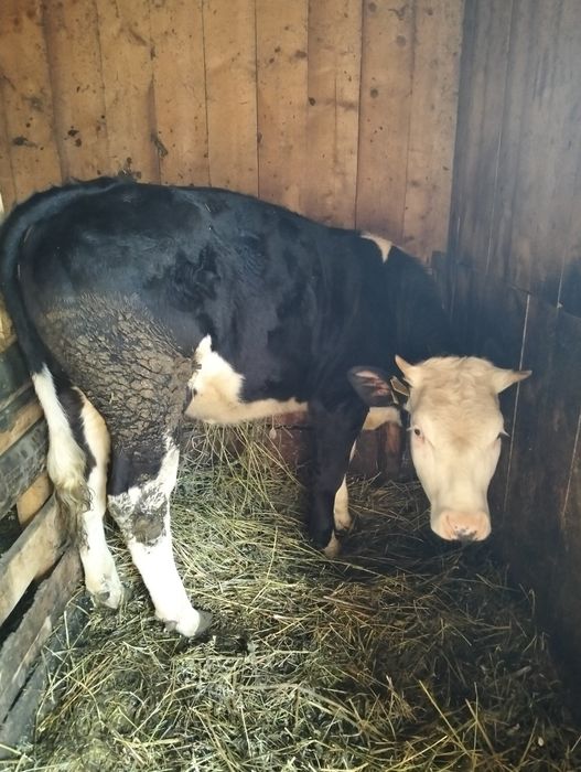 Vând juninca baltata