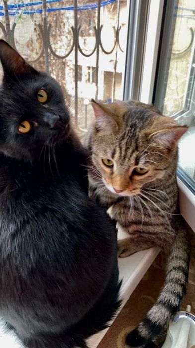 Брат и сестра кошки умные