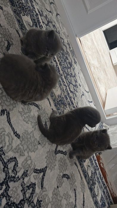 Fold strait pishikla sotiladi