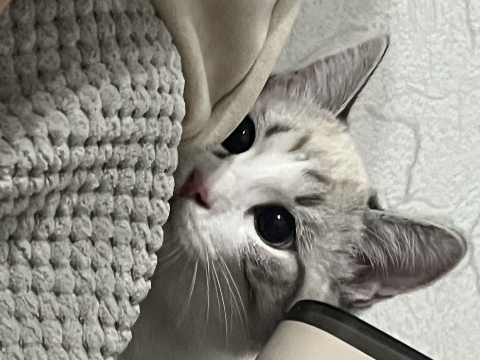 Кошечка ласковая 6 месяцев