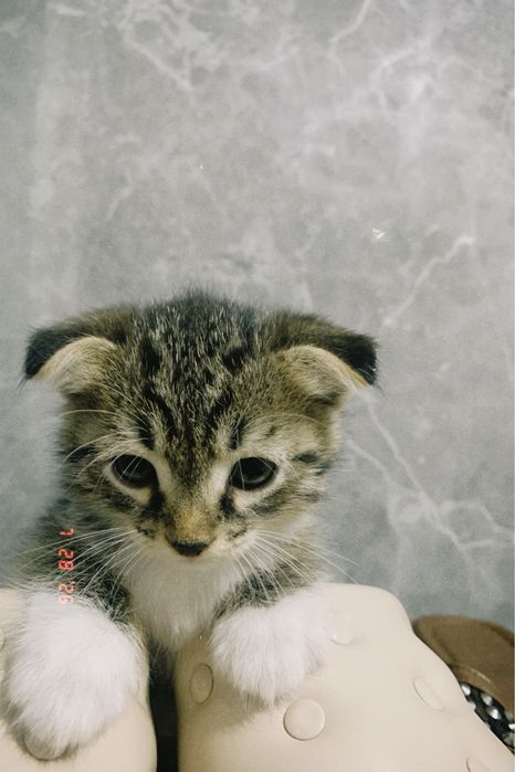 Продается котёнок мальчик,
