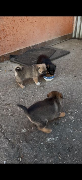 Donez femele Ciobănesc Caucazian și cățeluși de talie mică