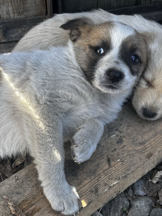 Отдам щенков в хорошие руки