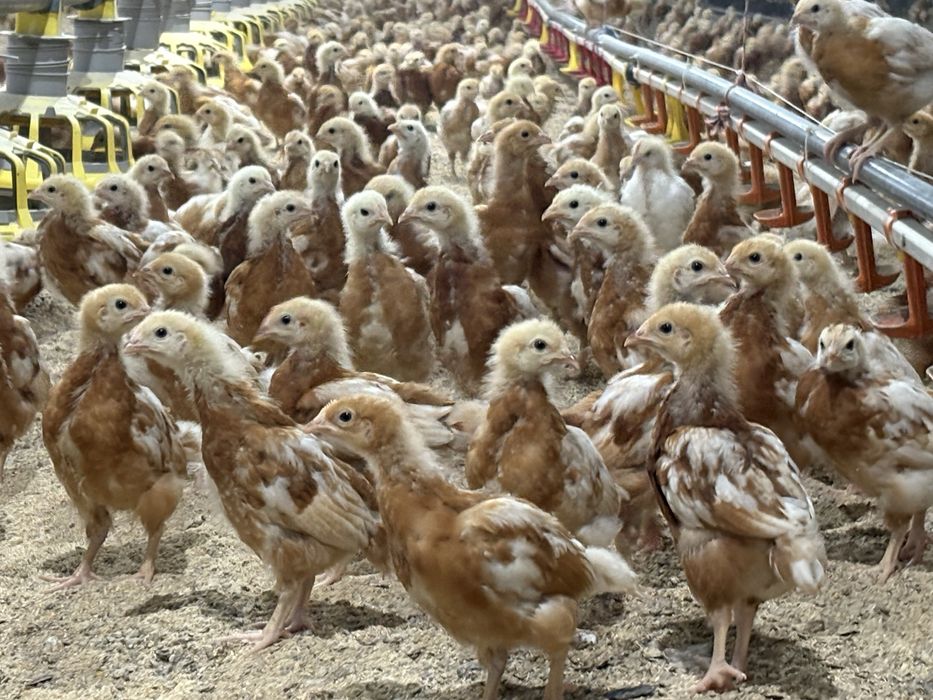 Цыплята несушки Ломан Браун месячные