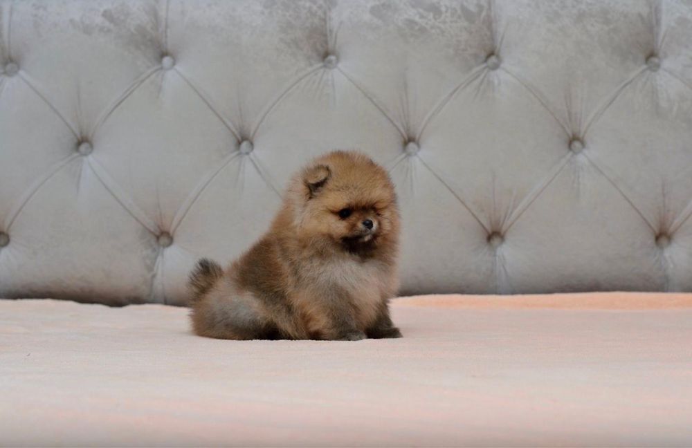 Pomeranian cu pedigree!