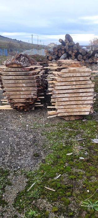 Cherestea uscata plop bubos Cherestea Plop Bubos Uscată în Uscător Pro