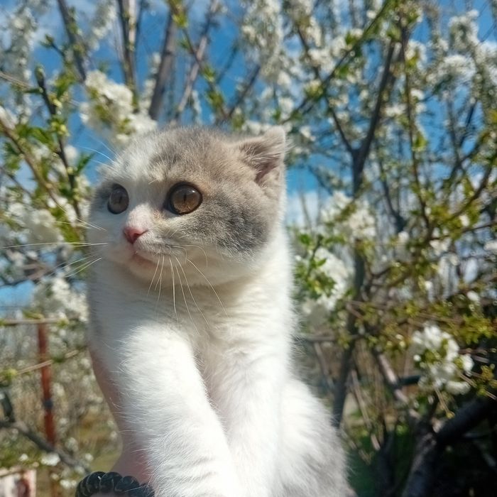 Shottlandiya tekisligi (Scottish Straight) erkak mushukcha sotiladi.